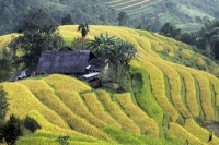 Sapa trekking 1 day by sleeping bus